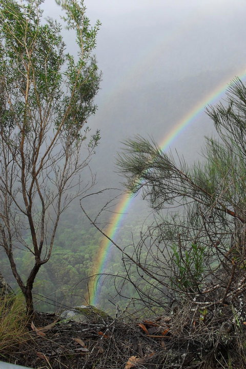 Springbrook National Park Discovery Full-Day Bushwalking Tour - Restaurant Gold Coast 22