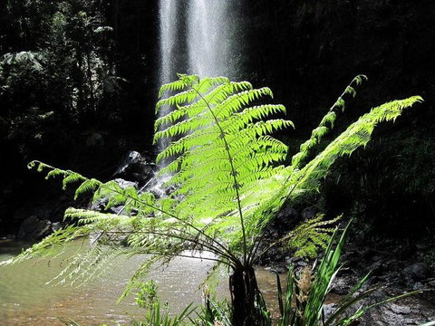 Springbrook National Park Discovery Full-Day Bushwalking Tour - Restaurant Gold Coast 12