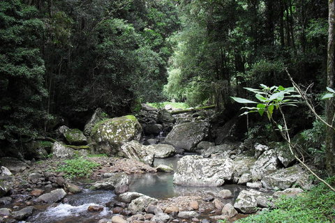 Springbrook National Park Discovery Full-Day Bushwalking Tour - Restaurant Gold Coast 21
