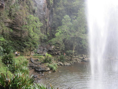 Springbrook National Park Discovery Full-Day Bushwalking Tour - Restaurant Gold Coast 16