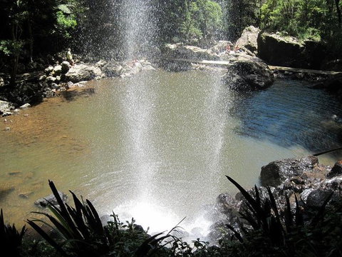 Springbrook National Park Discovery Full-Day Bushwalking Tour - Restaurant Gold Coast 13