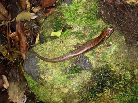 Springbrook National Park Discovery Full-Day Bushwalking Tour - Restaurant Gold Coast 9