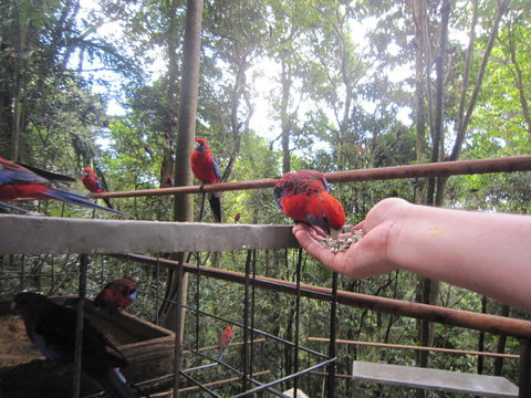 Springbrook National Park Discovery Full-Day Bushwalking Tour - Restaurant Gold Coast 15
