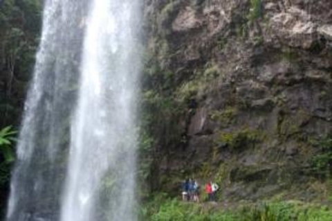 Springbrook National Park Discovery Full-Day Bushwalking Tour - Restaurant Gold Coast 27