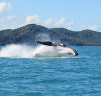 Whitsundays Whale Watching Cruise from Airlie Beach - Restaurant Gold Coast