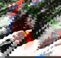 Small-Group 4WD Lamington National Park Day Trip from Brisbane - Restaurant Gold Coast