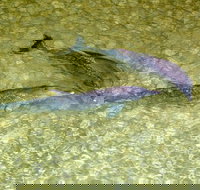 Dolphin Viewing Day Cruise to Tangalooma Island Resort on Moreton Island - Restaurant Gold Coast