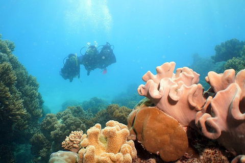 Ocean Spirit Michaelmas Cay Dive And Snorkel Cruise From Palm Cove - Restaurant Gold Coast 9