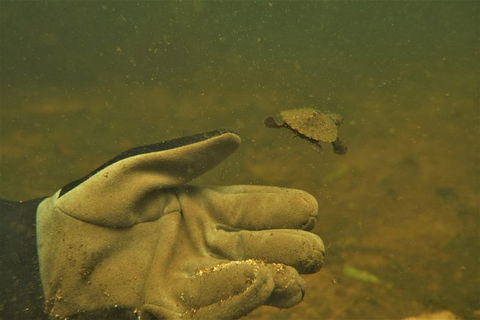 Rainforest Platypus Night Dive (Certified Divers Only Once Day Dive Completed) - Restaurant Gold Coast 9