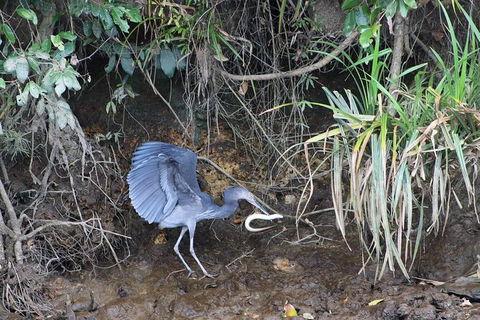 Daintree River Cruise - Restaurant Gold Coast 4