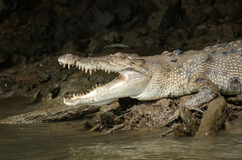 Daintree River Cruise - Restaurant Gold Coast 3