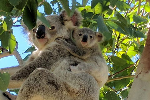 Magnetic Island Tour: Maggie Comprehensive - Restaurant Gold Coast 4