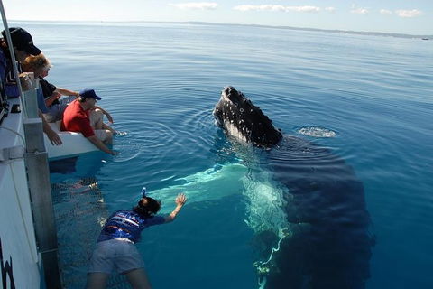 Blue Dolphin Exclusive Whale Watch Encounters - Restaurant Gold Coast 1
