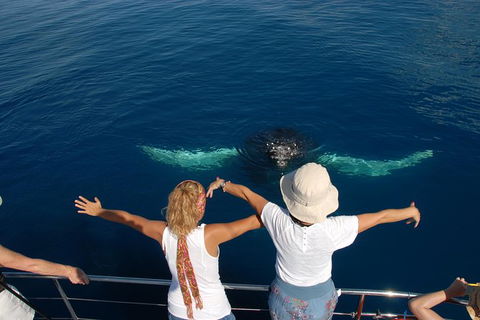 Blue Dolphin Exclusive Whale Watch Encounters - Restaurant Gold Coast 3