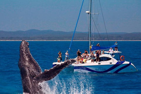 Blue Dolphin Exclusive Whale Watch Encounters - Restaurant Gold Coast 2