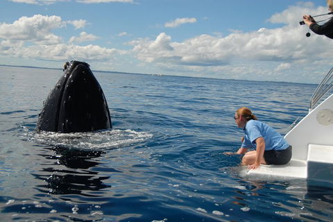 Blue Dolphin Exclusive Whale Watch Encounters - Restaurant Gold Coast 7