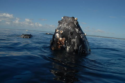 Blue Dolphin Exclusive Whale Watch Encounters - Restaurant Gold Coast 9