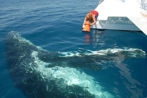 Blue Dolphin Exclusive Whale Watch Encounters - Restaurant Gold Coast 4