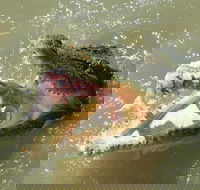 Darwin Jumping Crocodiles Cruise on Adelaide River - Restaurant Gold Coast