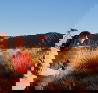 Uluru Sunrise and Kata Tjuta Half Day Trip - Restaurant Gold Coast