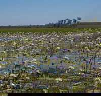 230pm Safari Cruise 1.5 Hours - Restaurant Gold Coast