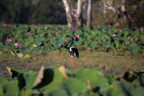4:30pm Safari Cruise (1.5 Hours) - Restaurant Gold Coast 0