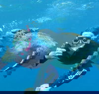 3-Hour Sea Turtle Snorkeling Experience in Byron Bay - Restaurant Gold Coast