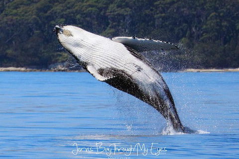 Whale Watching Jervis Bay - Restaurant Gold Coast 0
