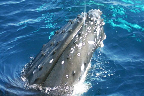 Whale Watching Jervis Bay - Restaurant Gold Coast 3