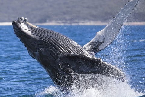 Whale Watching Jervis Bay - Restaurant Gold Coast 2