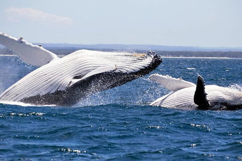 Whale Watching Jervis Bay - Restaurant Gold Coast 4