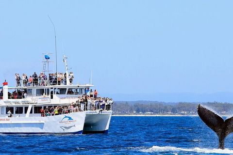 Whale Watching Jervis Bay - Restaurant Gold Coast 6