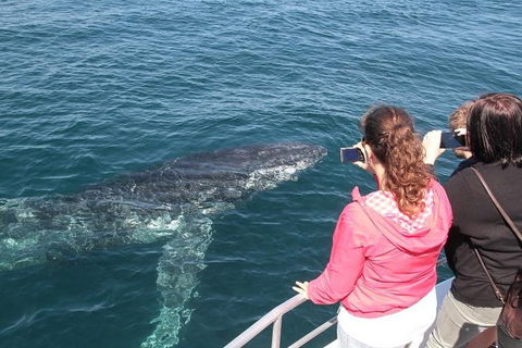 Jervis Bay Whale Watching Tour - Restaurant Gold Coast 9