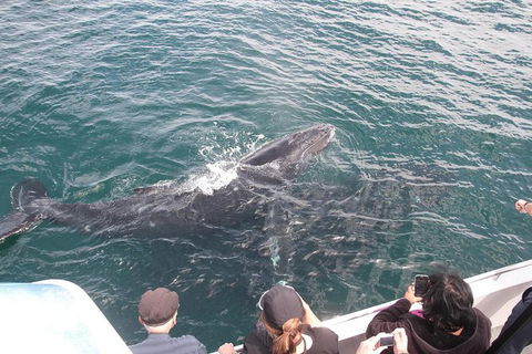 Jervis Bay Whale Watching Tour - Restaurant Gold Coast 12
