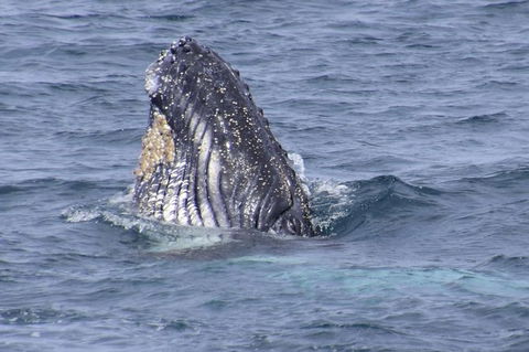 Jervis Bay Whale Watching Tour - Restaurant Gold Coast 4