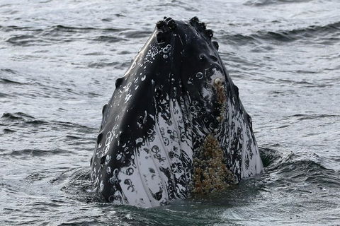 Jervis Bay Whale Watching Tour - Restaurant Gold Coast 7