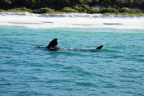 Jervis Bay Whale Watching Tour - Restaurant Gold Coast 5