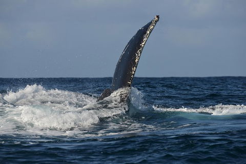 Jervis Bay Whale Watching Tour - Restaurant Gold Coast 8