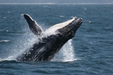 Jervis Bay Whale Watching Tour - Restaurant Gold Coast 10