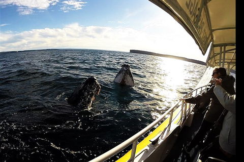 Jervis Bay Whale Watching Tour - Restaurant Gold Coast 3
