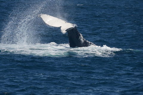 Jervis Bay Whale Watching Tour - Restaurant Gold Coast 11