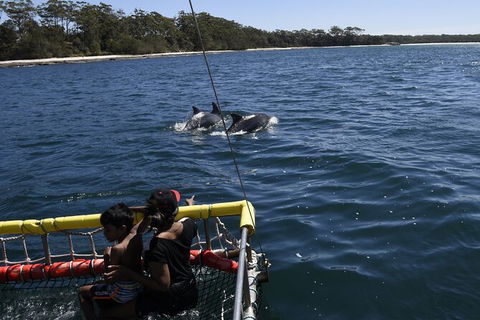 Jervis Bay Boom Netting And Dolphins Tour - Restaurant Gold Coast 6