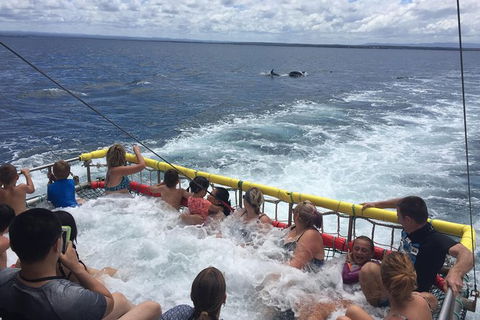 Jervis Bay Boom Netting And Dolphins Tour - Restaurant Gold Coast 14