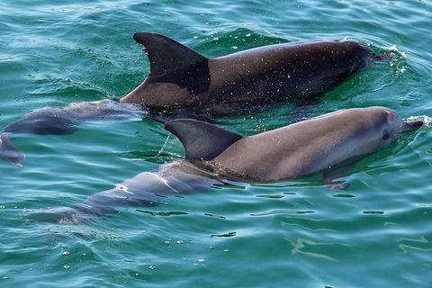 Jervis Bay Boom Netting And Dolphins Tour - Restaurant Gold Coast 13