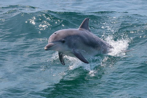Jervis Bay Boom Netting And Dolphins Tour - Restaurant Gold Coast 8