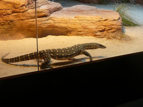 WILD LIFE Sydney Entrance Ticket - Restaurant Gold Coast 17