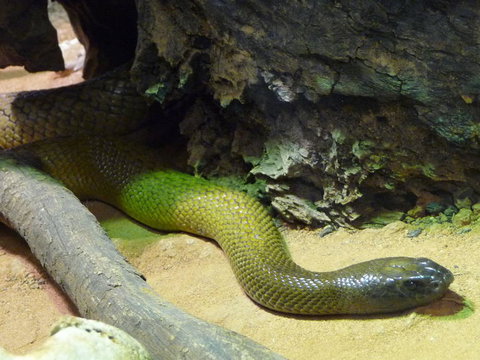 WILD LIFE Sydney Entrance Ticket - Restaurant Gold Coast 8