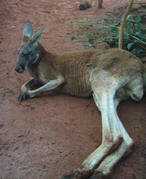 WILD LIFE Sydney Entrance Ticket - Restaurant Gold Coast 13