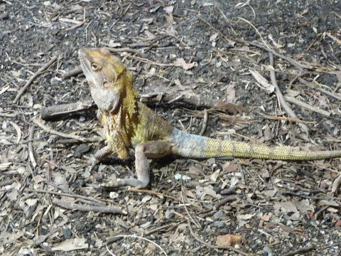 WILD LIFE Sydney Entrance Ticket - Restaurant Gold Coast 9