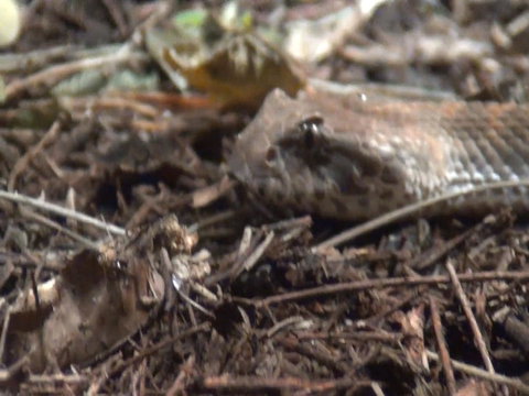 WILD LIFE Sydney Entrance Ticket - Restaurant Gold Coast 12